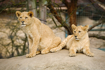 two baby lions cat lying on the rock