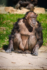 old chimp monkey close portrait