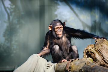 baby chimp monkey in the zoo