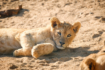 baby lion cat lying on the ground