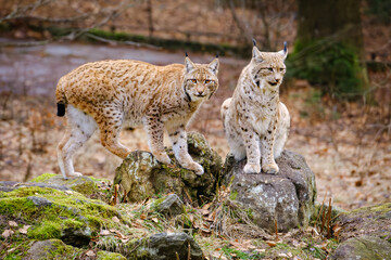 two lynxes , mum and his baby in the run © Jim Barris