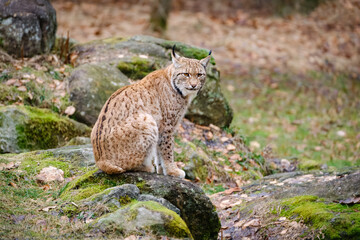 Obraz premium very rare lynx cat sittingi in the forest