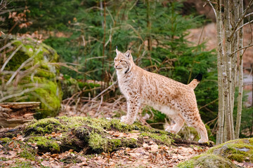 very rare lynx cat in the forest © Jim Barris