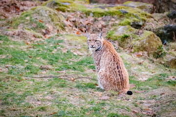 very rare lynx cat sitting in the forest