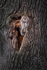 Tawny Owl Perched at the Edge of the Hollow in the morning light