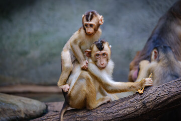 Obraz premium baby macaaque sitting on mothers back