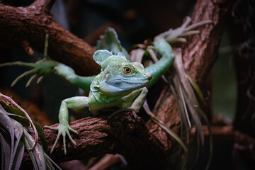 green basilisk on a tree