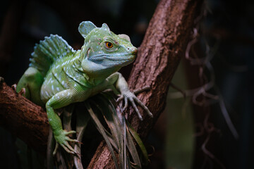 green basilisk on a tree