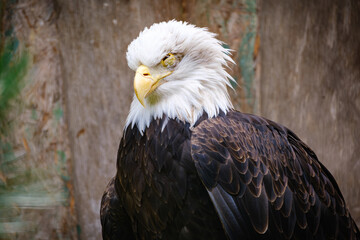 Obraz premium close portrait od stellers sea eagle (pacific sea eagle) 