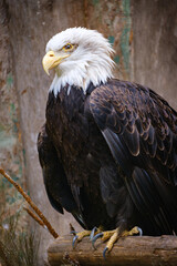close portrait od stellers sea eagle (pacific sea eagle)
