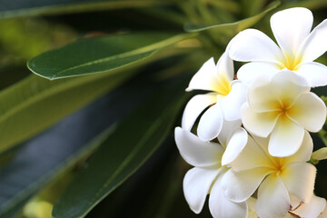 Fototapeta premium White plumeria flowers that are blooming with Green Leaves Background.