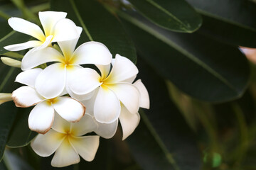 White plumeria flowers that are blooming with Green Leaves Background.