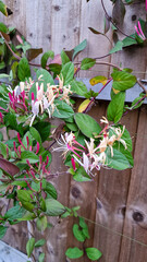 Close up of a honeysuckle plant and flowers growing on a wooden fence