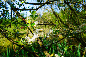 Close up of goat willow catkins