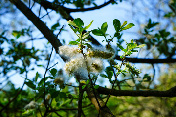 Close up of goat willow catkins