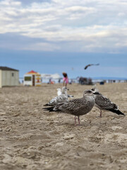 A flock of seagulls rests on the sandy beach, with the clear sea and bright blue sky creating a serene backdrop on a sunny day
