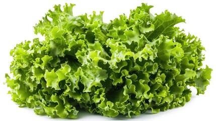 Fototapeta premium Fresh Organic Lettuce Isolated On White Background