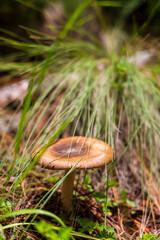 hongo en bosque