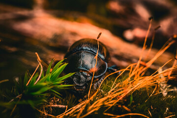 Black beatle in the forest