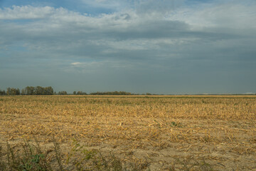 Obraz premium A field of corn is shown in a cloudy sky