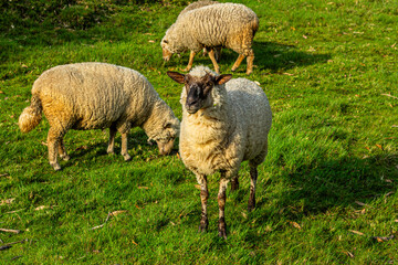 Sheep in the field. Nature