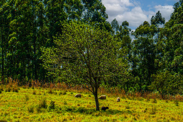 Sheep in the field. Nature