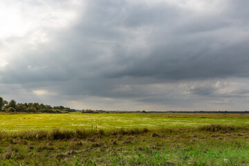 A field of grass with a cloudy sky in the background