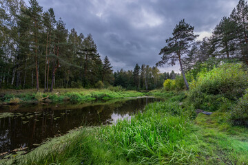 A forest with a river running through it