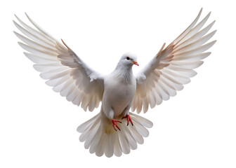 Flying pigeon bird isolated on white background. 