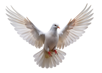 Flying pigeon bird isolated on white background. 