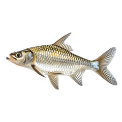 Clear, close-up picture of a fish on a see-through background, ideal for creating graphics, educational resources, and scientific drawings