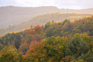Fototapeta premium AERIAL: Warm autumn morning sunlight gently illuminates the vast forest changing colors in October. Picturesque drone shot of the sprawling woodlands with colorful turning leaves on a sunny fall day.
