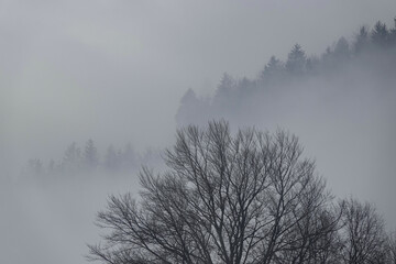 AERIAL: A haunting drone shot of the dense mixed woodlands covered in dense fog on a chilly late autumn morning. Atmospheric shot of a remote deciduous and evergreen forest enshrouded in November fog.