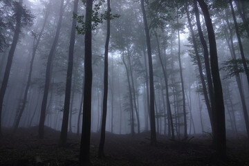 Obraz premium Scary scene of a dense forest shrouded in thick mist on a cold November morning. Dark silhouettes of deciduous and evergreen trees tower into the foggy sky at dawn. Haunting beauty of a large forest.