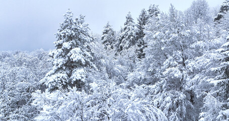 AERIAL: Scenic drone view of the snow-capped forest sprawling across the hilly countryside. Flying over the snow-covered forest on a foggy December afternoon. Fogs and clouds gather over snowy woods.