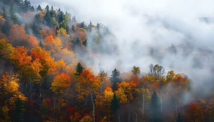 Fototapeta premium Misty Autumn Forest with Colorful Trees and Fog