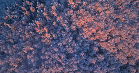 AERIAL, TOP DOWN: Pink hued sunset illuminates the snow-capped canopies of a dense forest covering the Slovenian countryside. Flying above a snowy coniferous woodland illuminated by the setting sun.