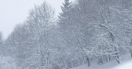 Fototapeta premium Bare deciduous tree forest endures an intense snowstorm on a freezing winter day in January. Raging blizzard engulfs the bare woodlands on a cold December day in the remote Slovenian countryside.