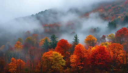 Fototapeta premium Misty Autumn Forest with Colorful Trees and Fog