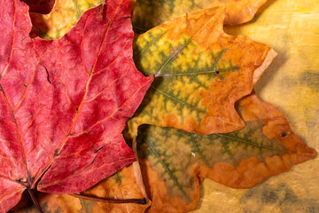 Obraz premium Autumn Leaves with reds, yellows and green tones