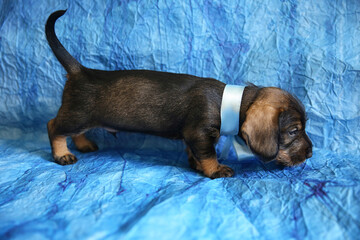A puppy of the long-haired dachshund breed on a blue background, age 1 month