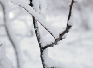 Beautiful trees covered in snow in a winter forest