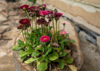 A beautiful floral arrangement. A small bouquet of flowers