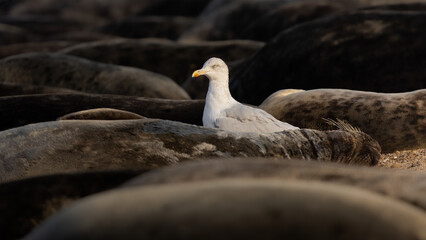 Herring gull scavenging in a herd of grey seals