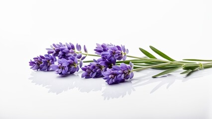 A cluster of fresh lavender flowers arranged elegantly on a reflective surface.