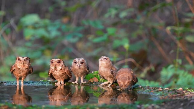 Collared Scops Owl Little baby Owl  drink water in a small pond with cute furry family