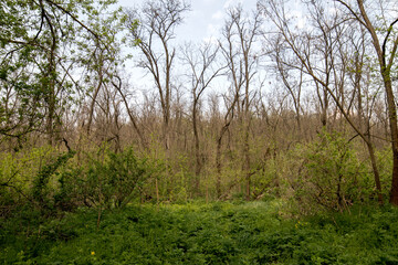 A beautiful spring forest. Young trees with green leaves. Landscape