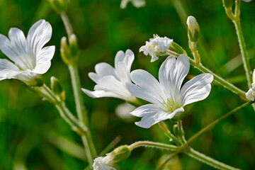 Acker-Hornkraut // field mouse-ear, field chickweed  (Cerastium arvense) -  Nationalpark Durmitor,...