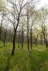 A beautiful spring forest. Young trees with green leaves. Landscape