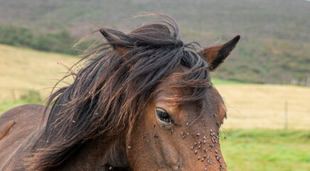 Close up of a brown horse face with a beautiful fly-infested mane